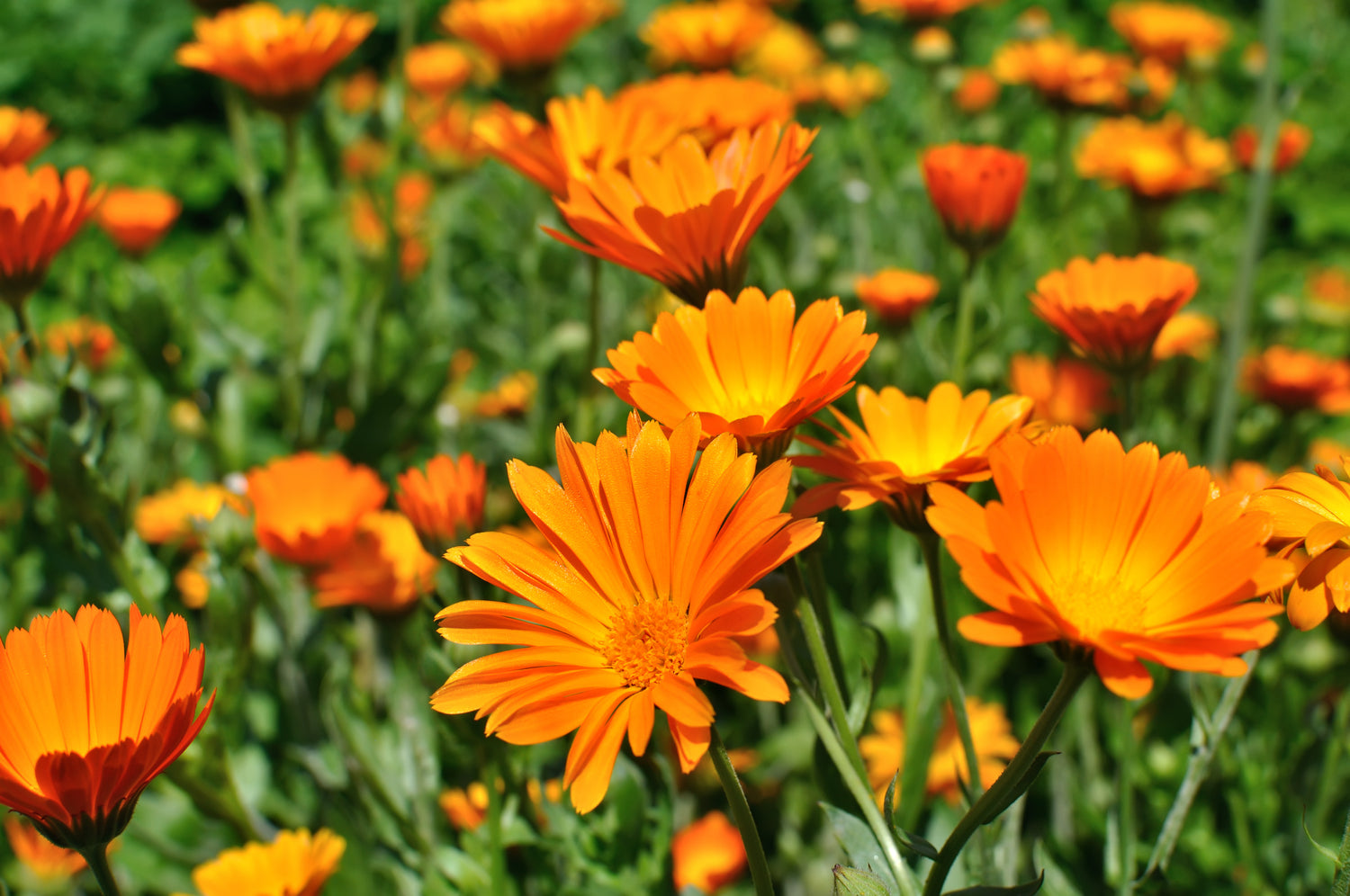 A Group of Orange Flowers